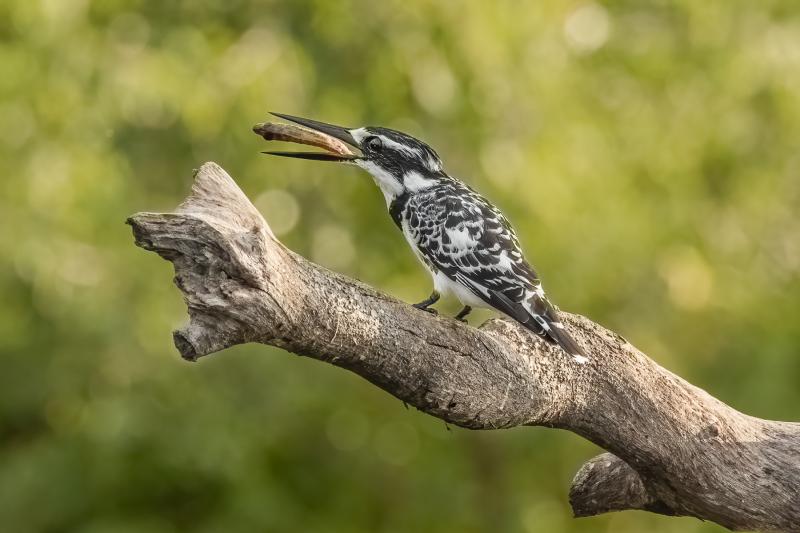 Pied Kingfisher with Prey Livingston Camera Club